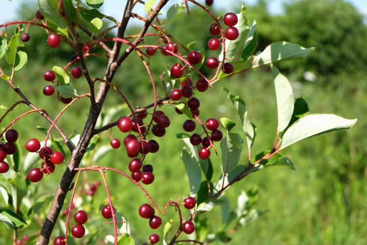 poison-plants-cyanogenic-glycosides